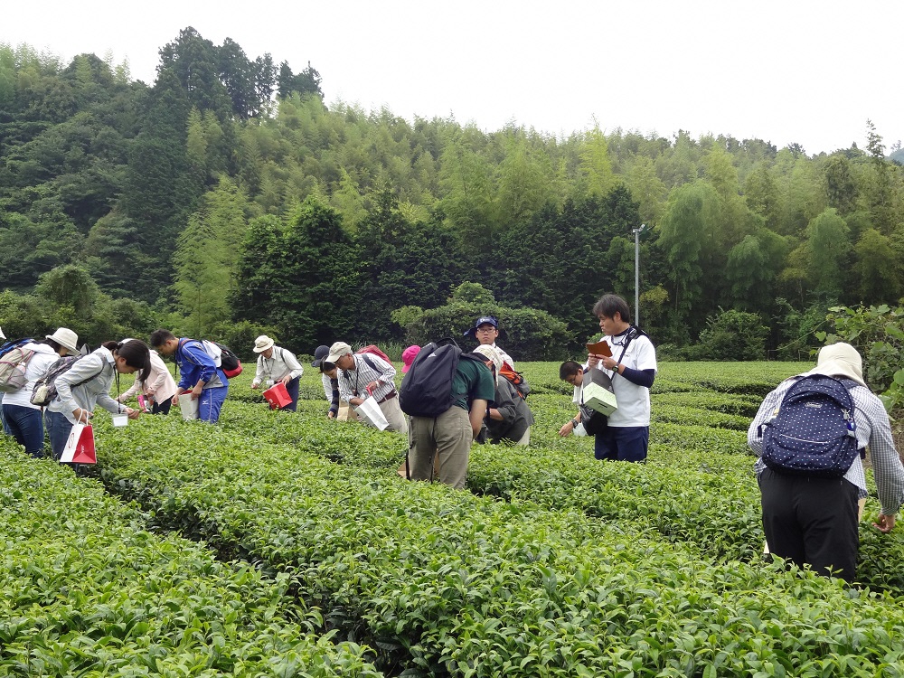 平成30年度[静岡市お茶の学校　の画像