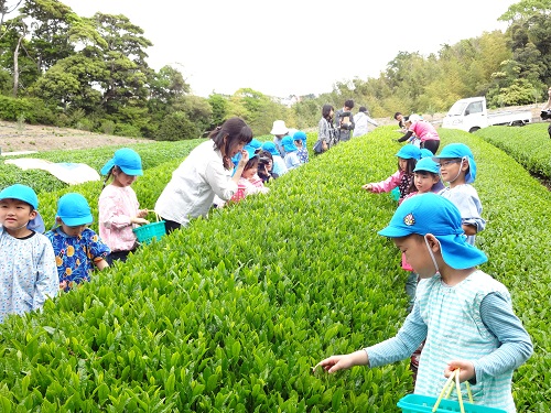 有度山（日本平）でお茶摘み体験をしました！の画像