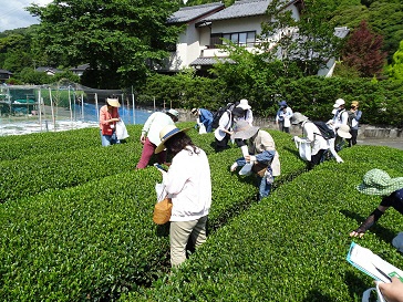 【※締め切りました】平成30年度「静岡市お茶の学校」募集終了のお知らせ　～静岡市のお茶の魅力を発信したいあなたへ～の画像