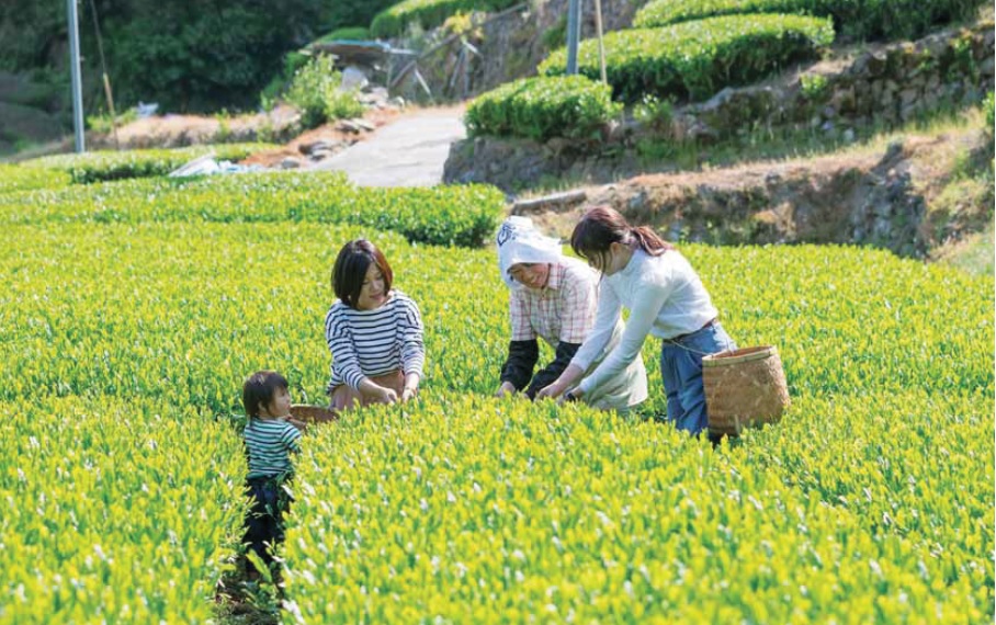 【5/3（金・祝）～5（日・祝）】緑の中でリフレッシュ　お茶摘み体験参加者募集の画像