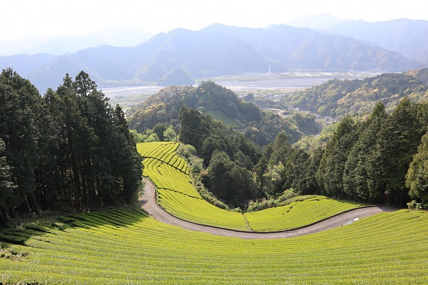 新茶シーズン到来！の画像