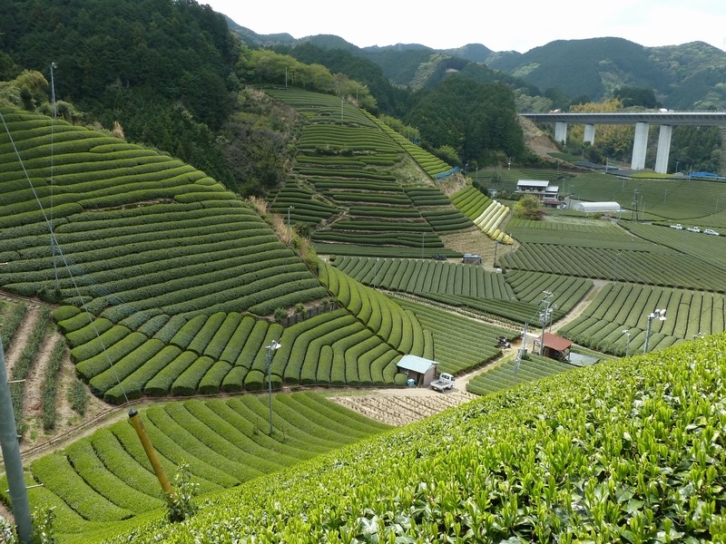 ７/５（日）おうちdeお茶会 直送LIVE 静岡・森内茶農園でお茶の飲み比べ体験開催！の画像