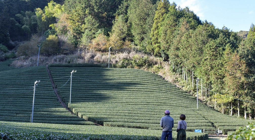 静岡茶発祥の地「足久保」で茶畑オーナー制度が始まります!!の画像