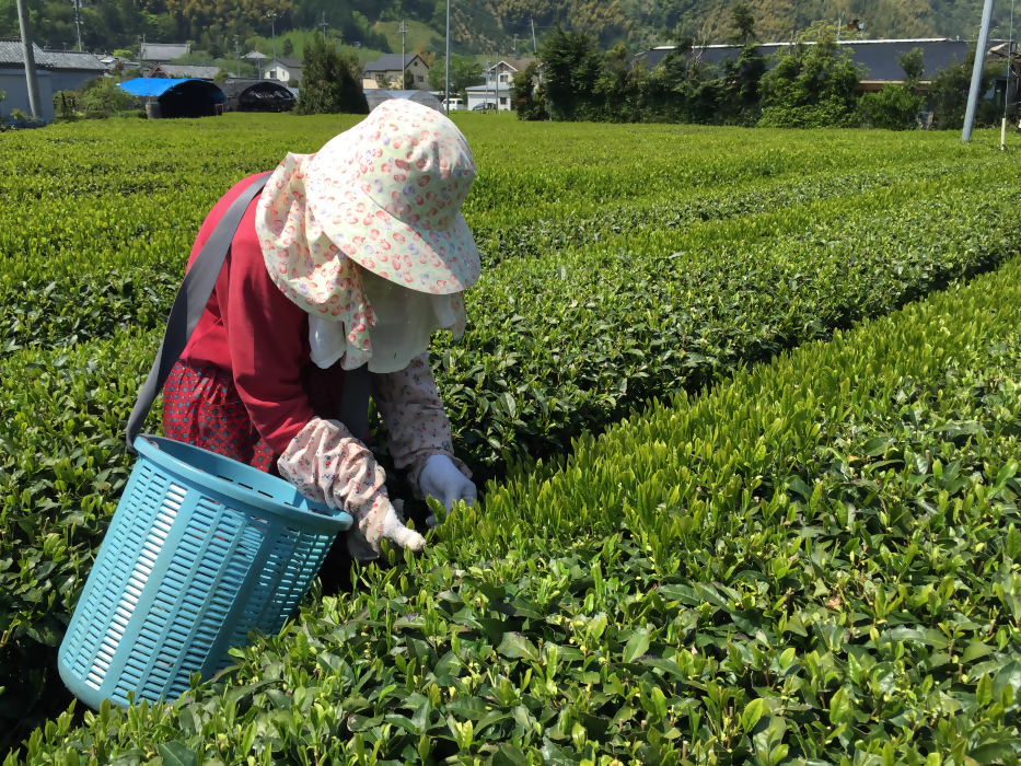 お茶援農ボランティア募集中！～お茶の生産に携わってみませんか？～の画像