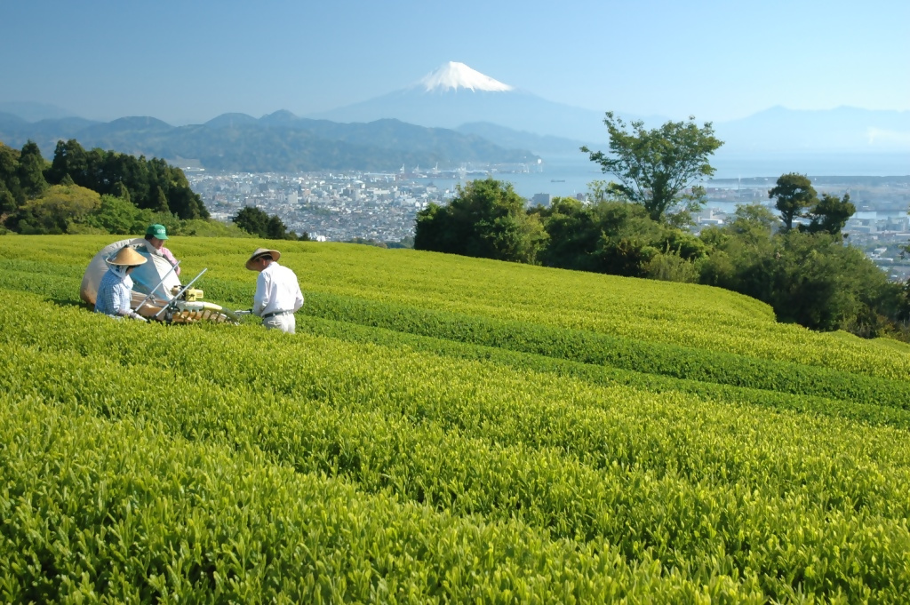 令和４年度「静岡市お茶の日記念事業」が決定しました！の画像