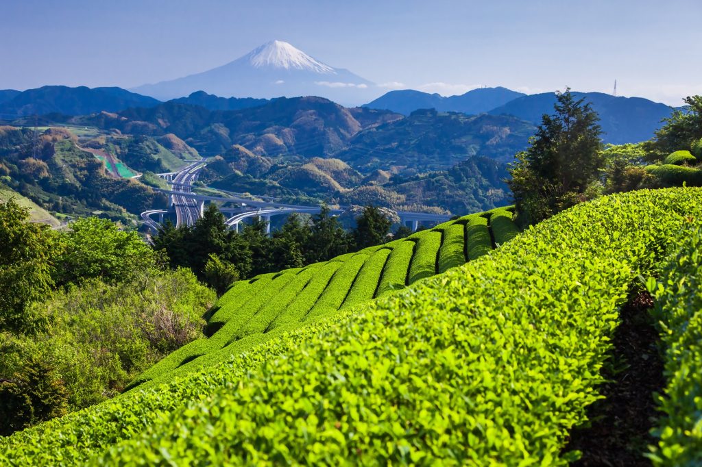 「未来につなごう『お茶のまち静岡市』プロジェクト」への寄附をいただきましたの画像