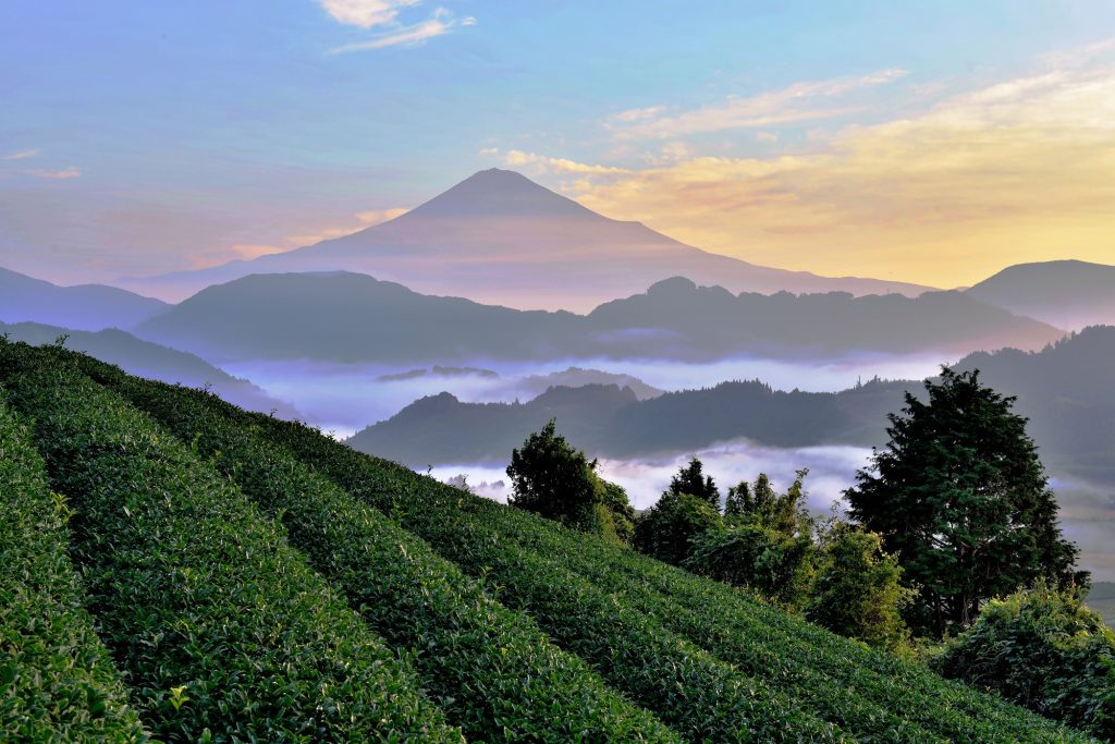 令和４年度第２弾！「未来につなごう『お茶のまち静岡市』プロジェクト」への寄附をいただきましたの画像