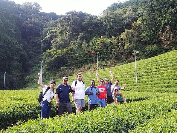 まもなく新茶シーズン♪「お茶のまち静岡市」ならではのお茶ツーリズムを体験してみませんか？の画像