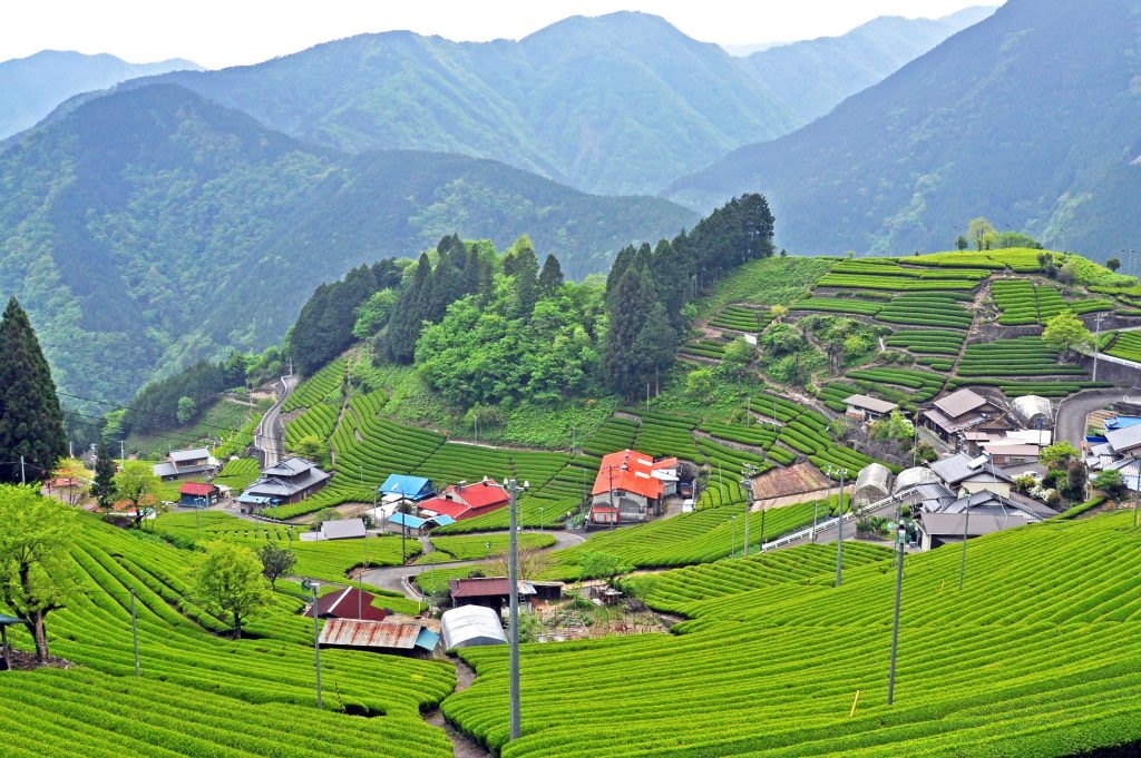 令和５年度　静岡市「お茶の日」記念事業が決定しました！の画像