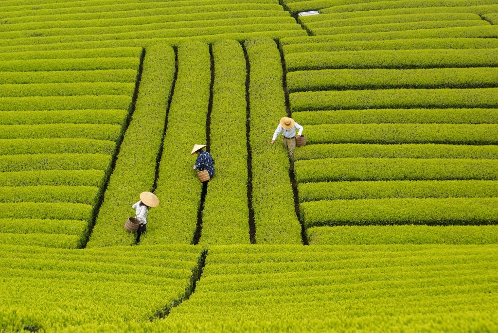 クミアイ化学工業株式会社様から、昨年度に引き続き「未来につなごう『お茶のまち静岡市』プロジェクト」への寄附をいただきましたの画像