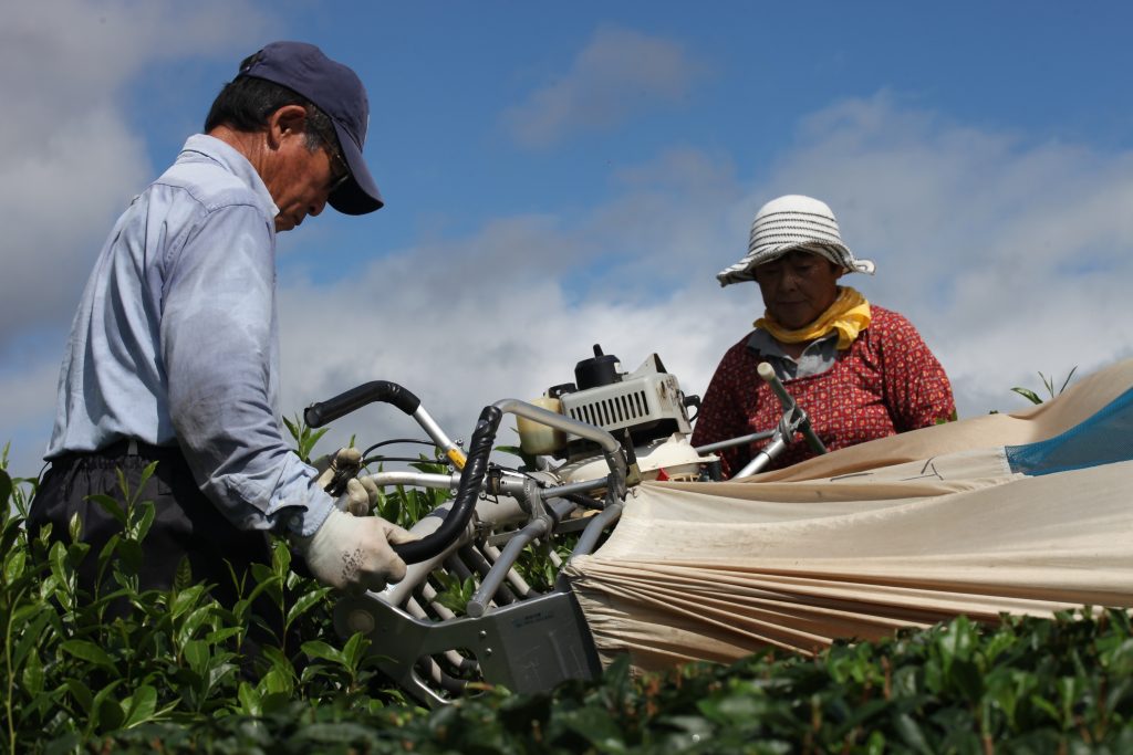 TAMAGO株式会社様から、昨年度に引き続き「未来につなごう『お茶のまち静岡市』プロジェクト」への寄附をいただきましたの画像