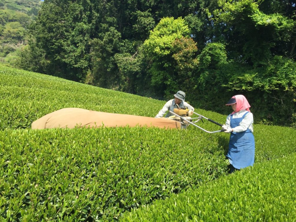お茶援農ボランティア募集中！～お茶の生産に携わってみませんか～の画像