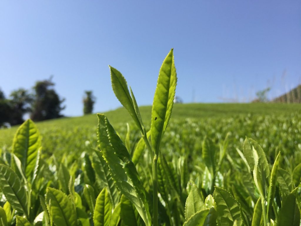 静岡市有機茶地域おこし協力隊員を募集します！の画像